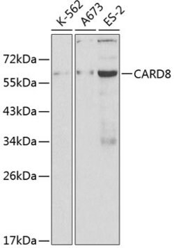 Invitrogen CARD8 Polyclonal Antibody 100 &mu;L; Unconjugated:Antibodies,