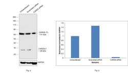 Invitrogen CARD8 Polyclonal Antibody 100 &mu;L; Unconjugated:Antibodies,