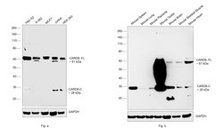 Invitrogen CARD8 Polyclonal Antibody 100 &mu;L; Unconjugated:Antibodies,