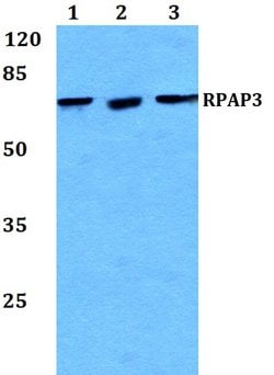 Invitrogen RPAP3 Polyclonal Antibody 100 &mu;L; Unconjugated:Antibodies,