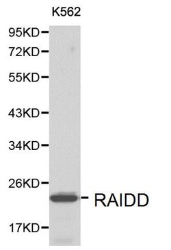 Invitrogen RAIDD Polyclonal Antibody 100 &mu;L; Unconjugated:Antibodies,