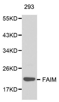 Invitrogen FAIM Polyclonal Antibody 100 &mu;L; Unconjugated:Antibodies,