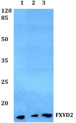 Invitrogen FXYD2 Polyclonal Antibody 100 &mu;L; Unconjugated:Antibodies,