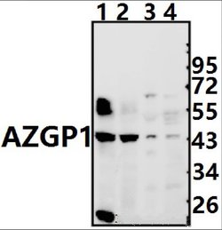 Invitrogen AZGP1 Polyclonal Antibody 100 &mu;L; Unconjugated:Antibodies,