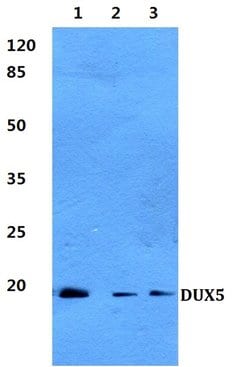 Invitrogen DUX5 Polyclonal Antibody 100 &mu;L; Unconjugated:Antibodies,