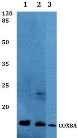 Invitrogen COX8A Polyclonal Antibody 100 &mu;L; Unconjugated:Antibodies,