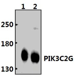 PIK3C2G Polyclonal Antibody:Antibodies, Polyclonal