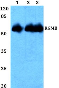 RGMB Polyclonal Antibody:Antibodies, Polyclonal