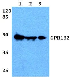 Invitrogen GPR182 Polyclonal Antibody 100 &mu;L; Unconjugated:Antibodies,