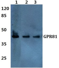 Invitrogen GPR81 Polyclonal Antibody 100 &mu;L | Buy Online | Invitrogen&trade; | Fisher Scientific