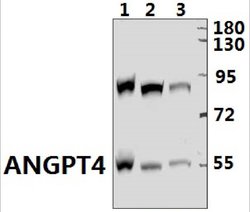 Invitrogen Angiopoietin 4 Polyclonal Antibody 100 &mu;L; Unconjugated:Antibodies,