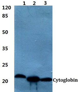 Invitrogen Cytoglobin Polyclonal Antibody 100 &mu;L; Unconjugated:Antibodies,