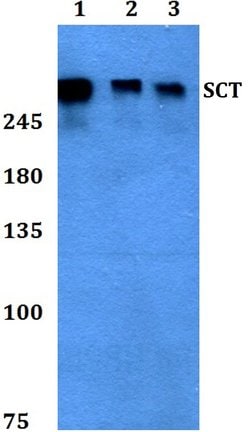 Invitrogen Secretin Polyclonal Antibody 100 &mu;L; Unconjugated:Antibodies,