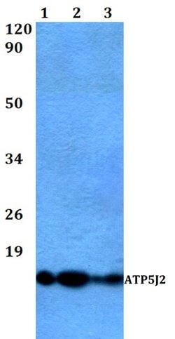 Invitrogen ATP5J2 Polyclonal Antibody 100 &mu;L; Unconjugated:Antibodies,