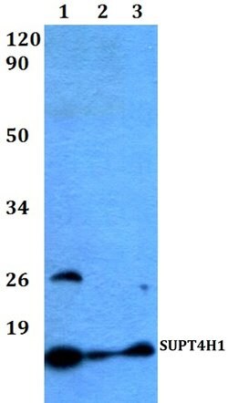 Supt4h1 Polyclonal Antibody:Antibodies, Polyclonal