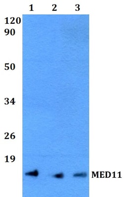 Invitrogen MED11 Polyclonal Antibody 100 &mu;L; Unconjugated:Antibodies,