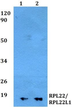 Invitrogen RPL22L1 Polyclonal Antibody 100 &mu;L; Unconjugated:Antibodies,