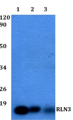 Invitrogen Relaxin 3 Polyclonal Antibody 100 &mu;L; Unconjugated:Antibodies,