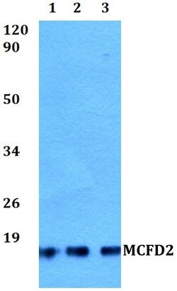 Invitrogen MCFD2 Polyclonal Antibody 100 &mu;L; Unconjugated:Antibodies,