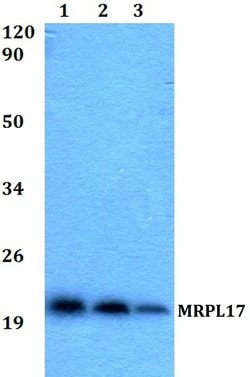 Invitrogen MRPL17 Polyclonal Antibody 100 &mu;L | Buy Online | Invitrogen&trade; | Fisher Scientific
