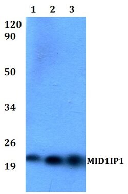 Invitrogen MID1IP1 Polyclonal Antibody 100 &mu;L; Unconjugated:Antibodies,