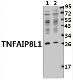 TNFAIP8L1 Polyclonal Antibody, Invitrogen 100 &mu;L; Unconjugated:Antibodies,