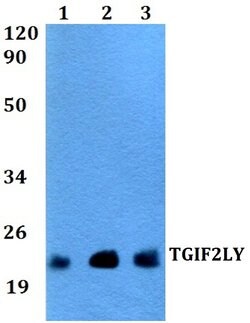 Invitrogen TGIF2LY Polyclonal Antibody 100 &mu;L; Unconjugated:Antibodies,