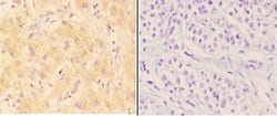Invitrogen AANAT Polyclonal Antibody 100 &mu;L; Unconjugated:Antibodies,