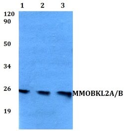 Invitrogen MOB3A/MOB3B Polyclonal Antibody 100 &mu;L; Unconjugated:Antibodies,