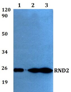 Invitrogen RND2 Polyclonal Antibody 100 &mu;L; Unconjugated:Antibodies,