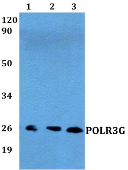 Invitrogen POLR3G Polyclonal Antibody 100 &mu;L; Unconjugated:Antibodies,