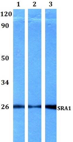 Invitrogen SRA1 Polyclonal Antibody 100 &mu;L; Unconjugated:Antibodies,