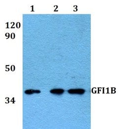 Invitrogen GFI1B Polyclonal Antibody 100 &mu;L; Unconjugated:Antibodies,