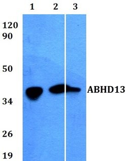 Invitrogen ABHD13 Polyclonal Antibody 100 &mu;L; Unconjugated:Antibodies,