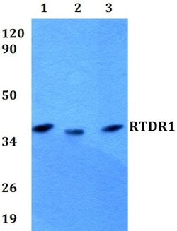 Invitrogen RTDR1 Polyclonal Antibody 100 &mu;L; Unconjugated:Antibodies,