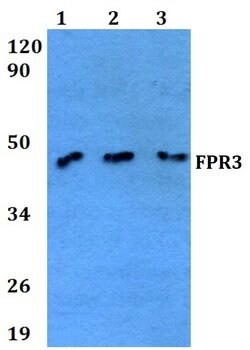 FPR3 Polyclonal Antibody, Invitrogen 100 &mu;L; Unconjugated:Antibodies,