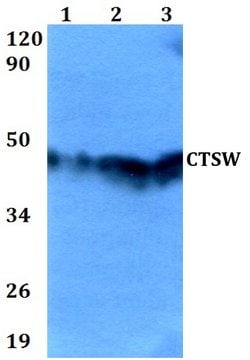 Invitrogen CTSW Polyclonal Antibody 100 &mu;L; Unconjugated:Antibodies,
