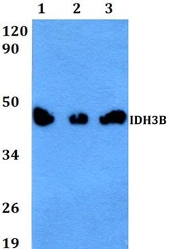 Invitrogen IDH3B Polyclonal Antibody 100 &mu;L; Unconjugated:Antibodies,