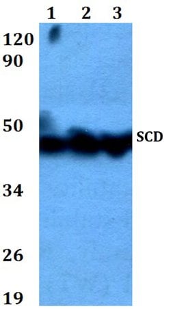Invitrogen SCD Polyclonal Antibody 100 &mu;L; Unconjugated:Antibodies,