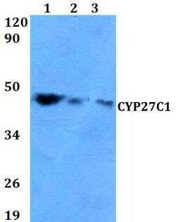 Invitrogen CYP27C1 Polyclonal Antibody 100 &mu;L; Unconjugated:Antibodies,