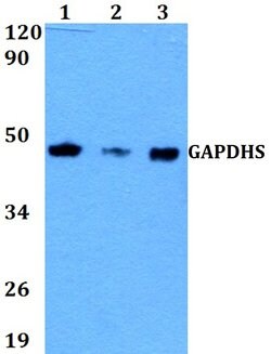 Invitrogen GAPDHS Polyclonal Antibody 100 &mu;L; Unconjugated:Antibodies,