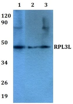 Invitrogen RPL3L Polyclonal Antibody 100 &mu;L; Unconjugated:Antibodies,