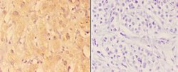 Invitrogen ABHD3 Polyclonal Antibody 100 &mu;L; Unconjugated:Antibodies,
