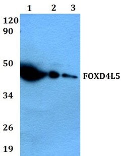 Invitrogen FOXD4L5 Polyclonal Antibody 100 &mu;L; Unconjugated:Antibodies,