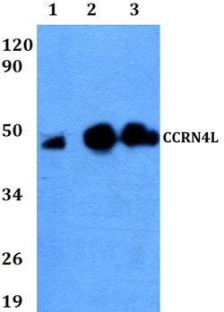 Invitrogen CCRN4L Polyclonal Antibody 100 &mu;L; Unconjugated:Antibodies,