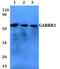 Invitrogen GABRR1 Polyclonal Antibody 100 &mu;L; Unconjugated:Antibodies,
