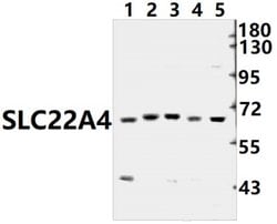 Invitrogen SLC22A4 Polyclonal Antibody 100 &mu;L; Unconjugated:Antibodies,