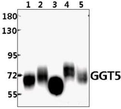Invitrogen GGT5 Polyclonal Antibody 100 &mu;L; Unconjugated:Antibodies,