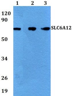 Invitrogen SLC6A12 Polyclonal Antibody 100 &mu;L; Unconjugated:Antibodies,