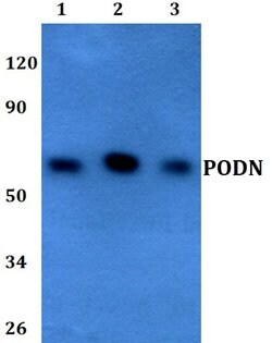 Invitrogen PODN Polyclonal Antibody 100 &mu;L; Unconjugated:Antibodies,